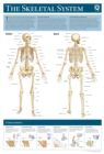 Image for Human Anatomy Wallchart