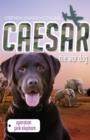 Image for Caesar the War Dog 3: Operation Pink Elephant