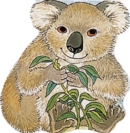 Image for Pocket Koala