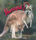 Image for What Is A Marsupial