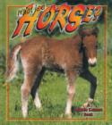 Image for What is a Horse?