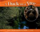 Image for Duck in a Tree