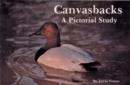 Image for Canvasbacks