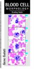 Image for Blood Cell Morphology Grading Guide