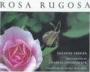 Image for Rosa Rugosa