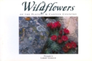 Image for Wildflowers of the Plateau &amp; Canyon Country : Twenty Postcards
