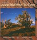 Image for A Day in the Ancient Bristlecone Pine Forest