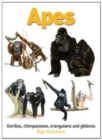 Image for Apes: Gorillas, Chimpanzees, Orangutans and Gibbons