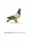 Image for Streetpigeons