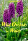 Image for Wild Orchids in Wales