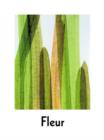 Image for Fleur  : plant portraits