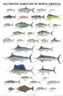 Image for Saltwater Gamefish of North America Poster