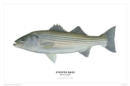 Image for Striped Bass Poster