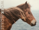 Image for Charlotte Dumas - Work Horse