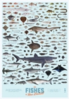 Image for The Fishes of New Zealand poster (pack of 5)