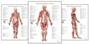 Image for Trail Guide to the Body&#39;s Muscles of the Human Body Posters: Set of 3