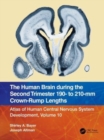 Image for The human brain during the second trimester 190- to 210-mm crown-rump lengths
