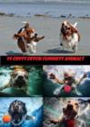Image for 99 Cents Fetch Funniest Animals
