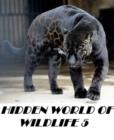Image for Hidden World of Wildlife 5 Great for Kids and Adults Highly Recommended! animal,nature,wildlife,animals,ecology,conservation,lion,tiger,bear,mammal,elephant,leopard,cheetah,