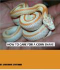 Image for How to Care for a Corn Snake