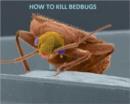 Image for How to Kill Bed Bugs