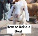 Image for How to Raise a Goat