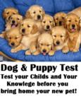 Image for Dog Test