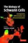 Image for The biology of Schwann cells: development, differentiation and immunomodulation