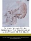 Image for Biological and Neural Networks : The Relationship and Avenues of the Brain