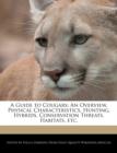 Image for A Guide to Cougars