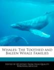 Image for Whales : The Toothed and Baleen Whale Families