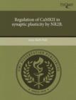 Image for Regulation of Camkii in Synaptic Plasticity by Nr2b