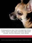 Image for Chihuahuas and the Celebrities Who Love Them Like Paris Hilton, Britney Spears, Alyssa Milano, and More