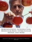 Image for Morphogenesis : Introduction, Molecular Basis, Extracellular Matrix, and More