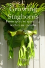 Image for Growing Staghorns from Spore