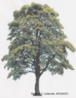 Image for Callender Family Tree Charts