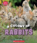 Image for A Colony of Rabbits (Learn About: Animals)