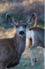 Image for Kid&#39;s Petite Deer Journal : Volume One