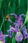 Image for Petite Wild Blue Iris Journal