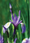 Image for Wild Blue Iris Journal