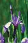 Image for Wild Blue Iris Journal