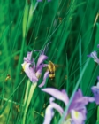 Image for Large Wild Blue Iris Journal