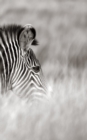 Image for Alive! zebra stripes - Black and white - Photo Art Notebooks (5 x 8 series)