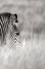 Image for Alive! zebra stripes - Black and white - Photo Art Notebooks (6 x 9 series)