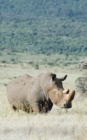 Image for Alive! white rhino - Natural - Photo Art Notebooks (5 x 8 series)