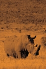 Image for Alive! white rhino - Sepia - Photo Art Notebooks (6 x 9 version) : by Photographer Eva-Lotta Jansson