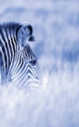 Image for Alive! zebra stripes - Blue duotone - Photo Art Notebooks (5 x 8 series) : by Photographer Eva-Lotta Jansson