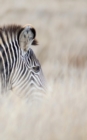 Image for Alive! zebra stripes - Natural - Photo Art Notebooks (5 x 8 series) : by Photographer Eva-Lotta Jansson