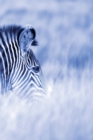 Image for Alive! zebra stripes - Blue duotone - Photo Art Notebooks (6 x 9 series) : by Photographer Eva-Lotta Jansson