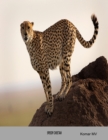 Image for Speedy Cheetah